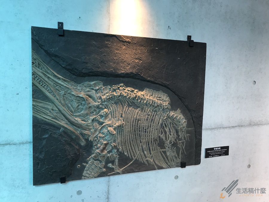 台南親子景點:臺南左鎮化石園區|以恐龍化石為主題的博物館
